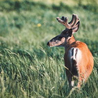野原で牧草を食べる鹿の後ろ姿の写真