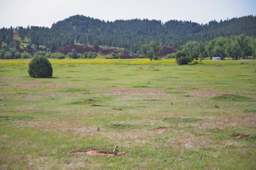 プレーリードッグが暮らす広大な草原の群生地