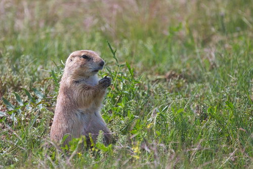 草地で警戒姿勢をとるプレーリードッグの立ち上がる様子