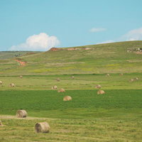 草原に散らばる牧草ロール - 夏の田園風景の写真
