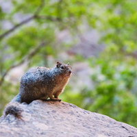 岩上で辺りを警戒する野生のリスの横顔の写真