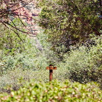 森林の中の「TRAIL」標識と緑豊かな風景の写真
