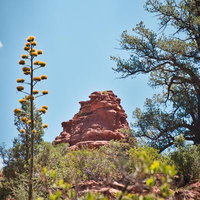 セドナの赤岩山とアガベの花が咲く砂漠風景の写真