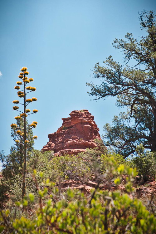 セドナの赤岩山とアガベの花が咲く砂漠風景