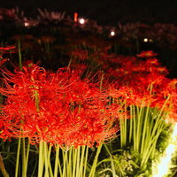 夜間ライトアップで照らされた赤い彼岸花の群生の写真