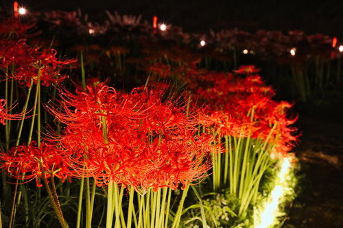夜間ライトアップで照らされた赤い彼岸花の群生