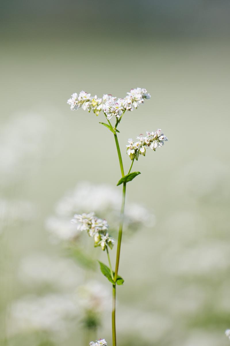 白い小花を咲かせる蕎麦の花を緑の背景でクローズアップ