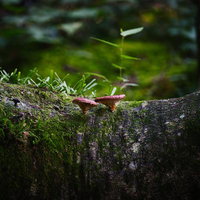 小さなきのこが寄り添うように並ぶ古木の幹の写真