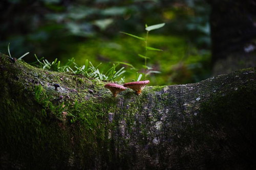 小さなきのこが寄り添うように並ぶ古木の幹