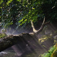 朝露と静寂の森の渓流の写真