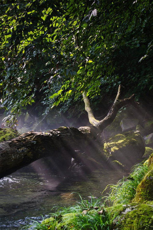 朝露と静寂の森の渓流