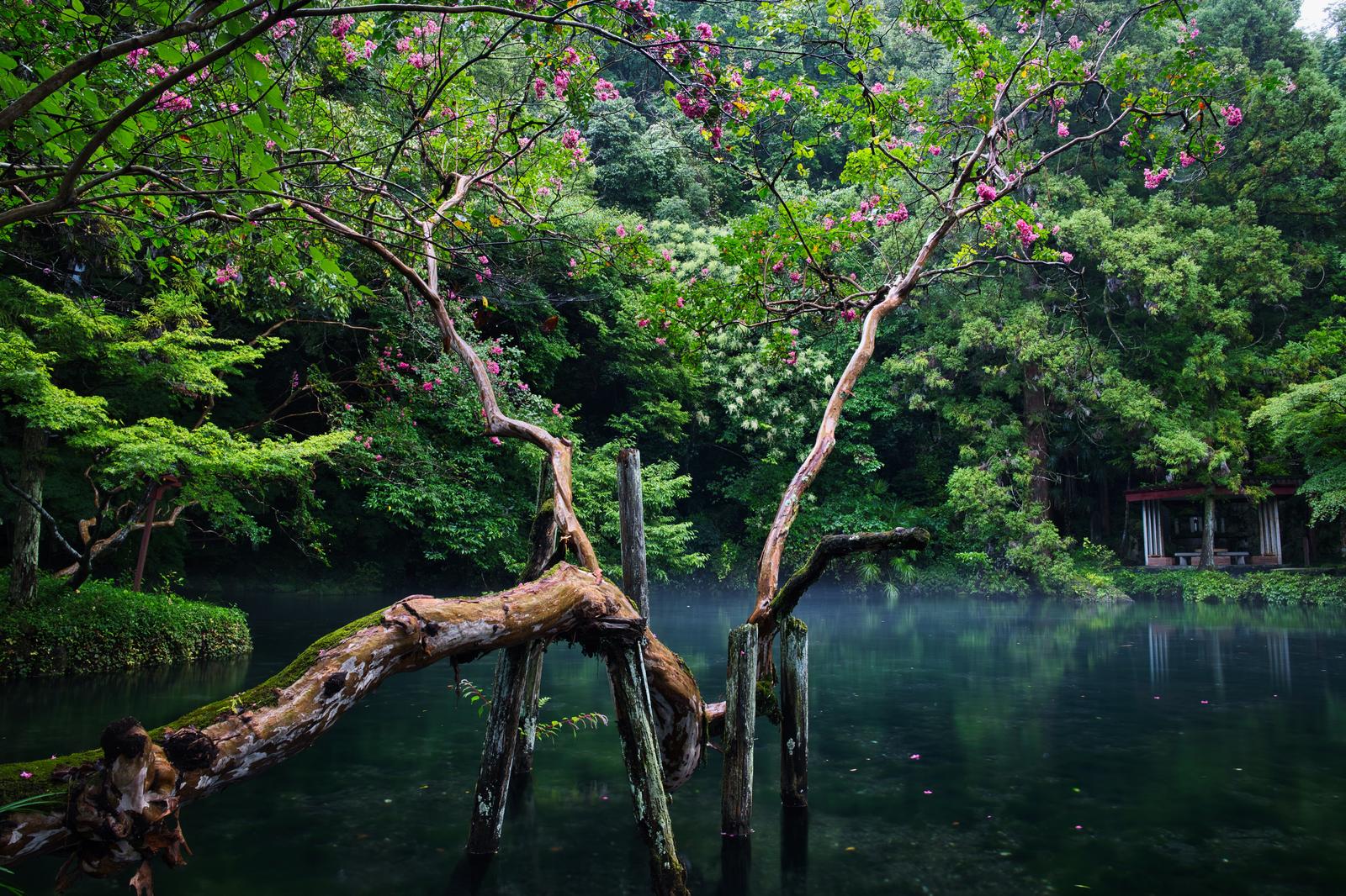 池に倒れかかった桜の古木とピンクの花、奥に東屋がある水辺の風景