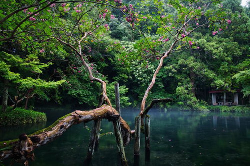 池の畔に咲くピンク色の花と曲がりくねった樹木