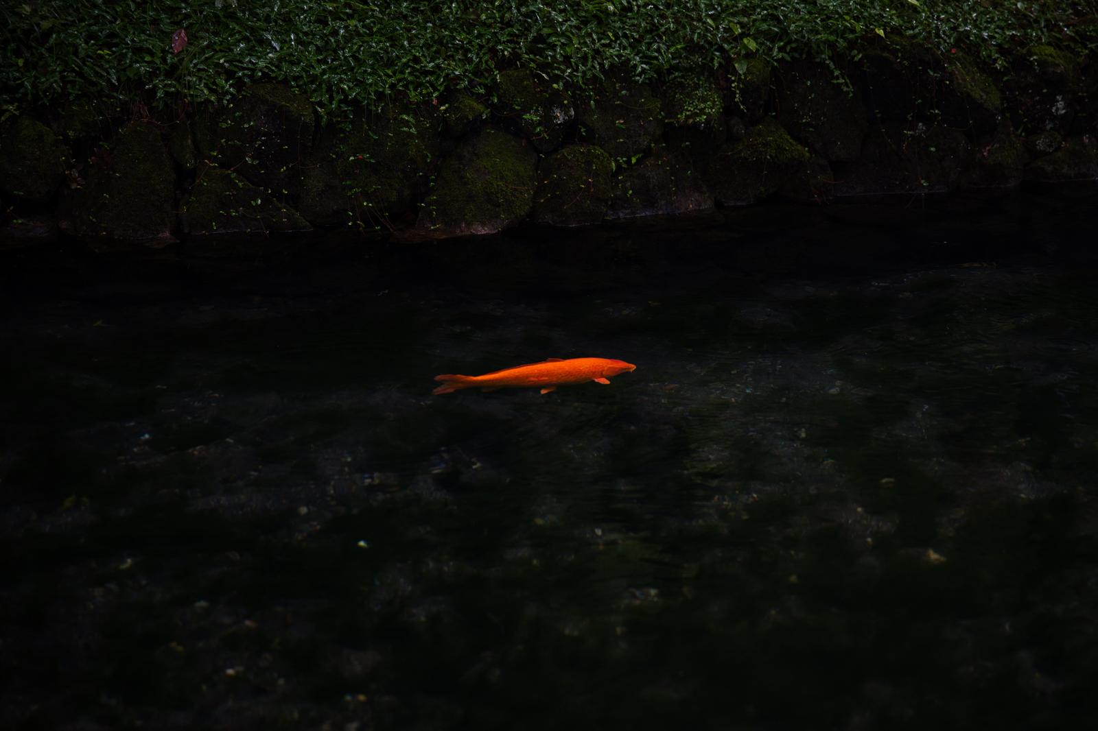 出流原弁天池の暗い水中を泳ぐ橙色の鯉一匹