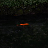 暗い池を泳ぐオレンジ色の鯉の写真