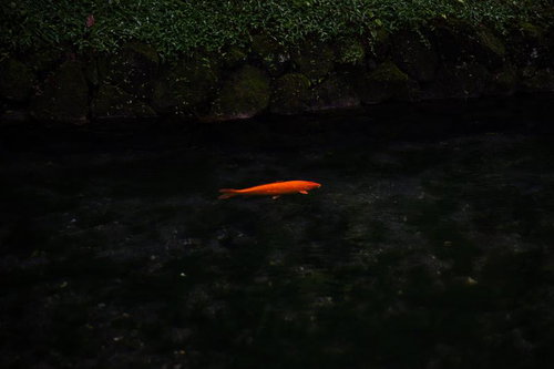 出流原弁天池の鯉