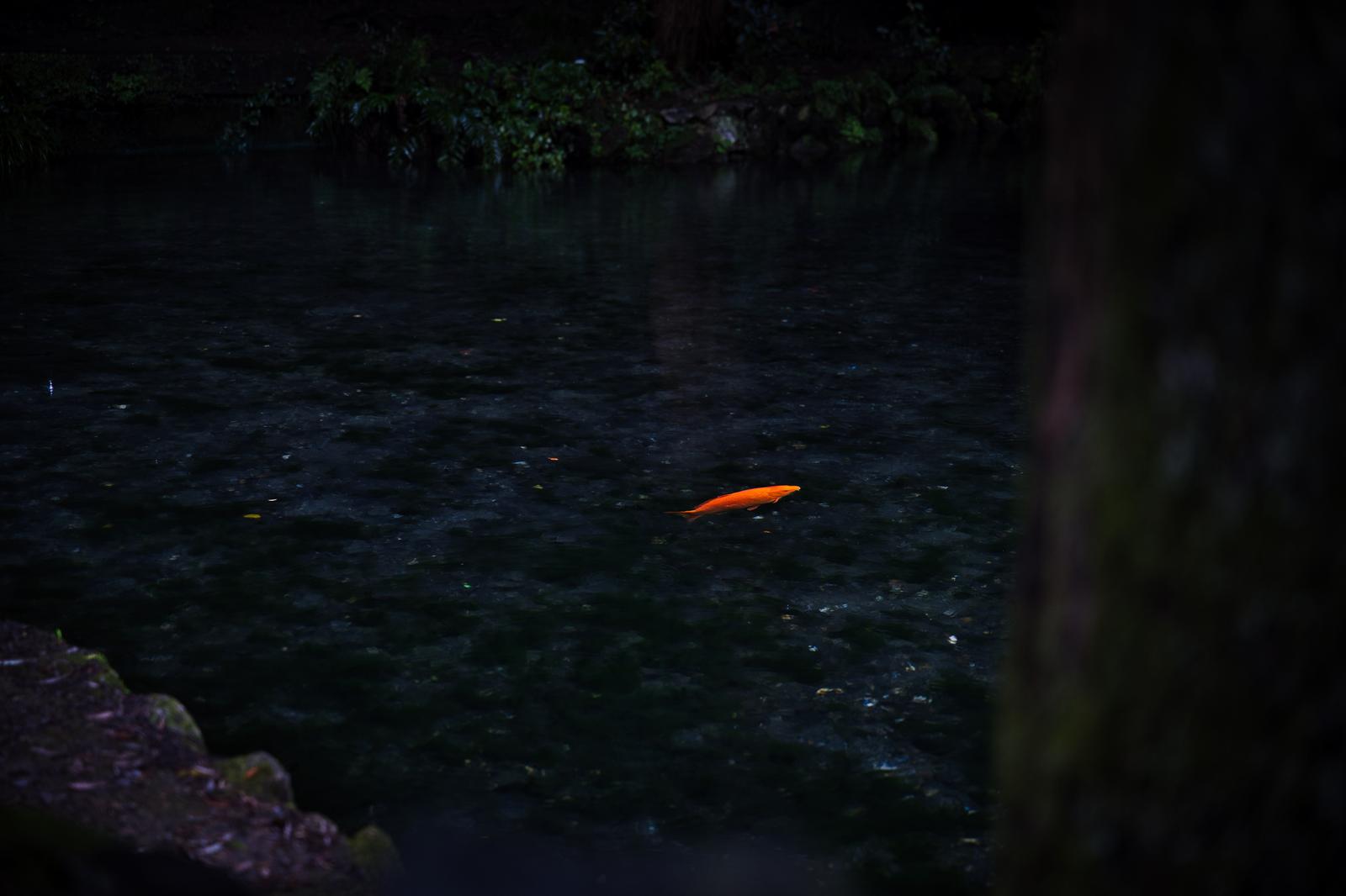 出流原弁天池の暗い水中を一匹で泳ぐオレンジ色の鯉