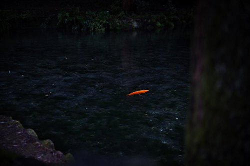 出流原弁天池の暗い水面を泳ぐオレンジ色の鯉