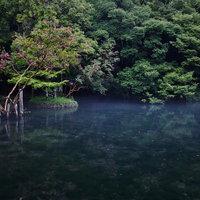 青みがかった静かな池の畔に咲くピンク色の花と緑豊かな森林の写真