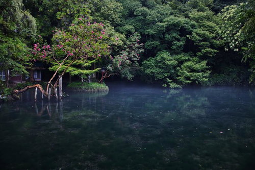 青みがかった静かな池の畔に咲くピンク色の花と緑豊かな森林