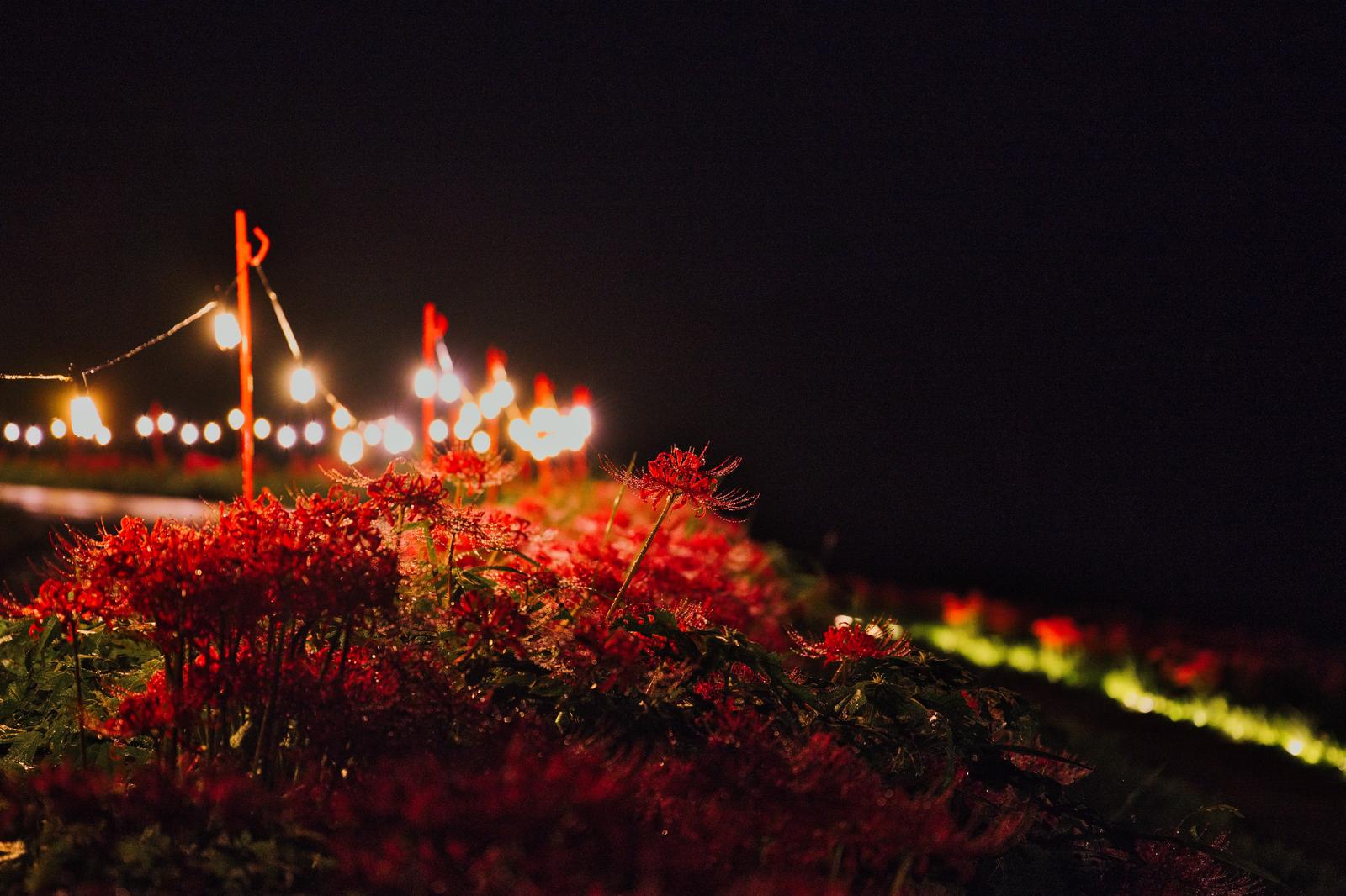 夜間ライトアップされた赤い曼珠沙華の群生と背景の電飾