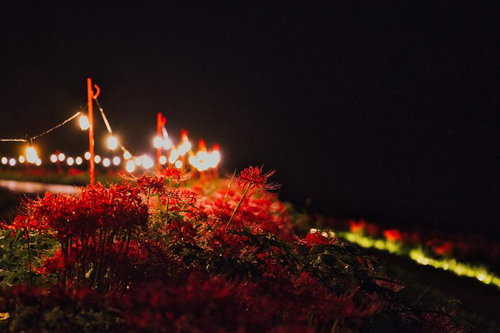 夜間ライトアップされた赤い曼珠沙華の群生と電飾の道