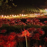 夜間照明で照らされた赤い彼岸花の群生地の写真