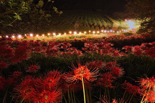 夜間照明で照らされた赤い彼岸花の群生地