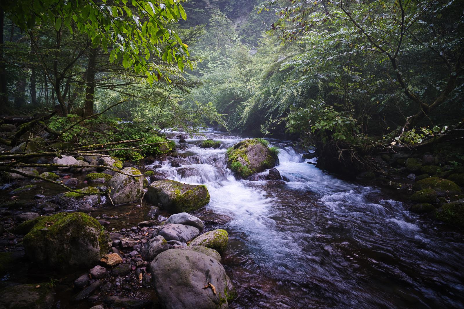 苔むした岩の間を流れる小川尚仁沢湧水の清流と緑豊かな森