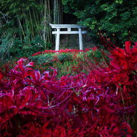 深紅の彼岸花が群生する竹林の鳥居風景の写真