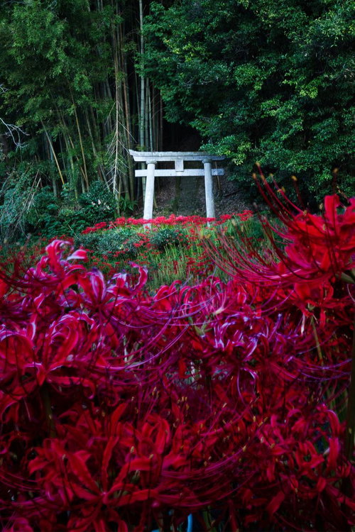 深紅の彼岸花が群生する竹林の鳥居風景
