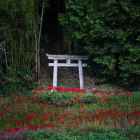 赤い彼岸花が咲く参道の白い石鳥居の写真