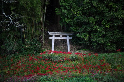赤い彼岸花が咲く参道の白い石鳥居