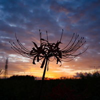 茜色の朝焼け空に浮かぶ彼岸花のシルエットの写真