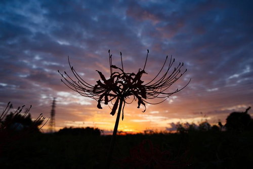 茜色の朝焼け空に浮かぶ彼岸花のシルエット