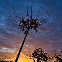 朝焼け空をバックに立つ彼岸花のシルエットの写真