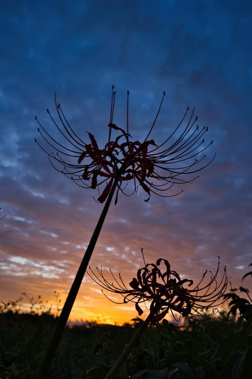 朝焼け空をバックに立つ彼岸花のシルエット