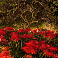 夜間ライトアップされた真紅の曼珠沙華群生と古木の写真
