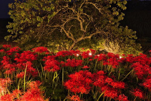 夜間ライトアップされた真紅の曼珠沙華群生と古木