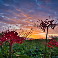 朝焼けに映える曼珠沙華のシルエットの写真
