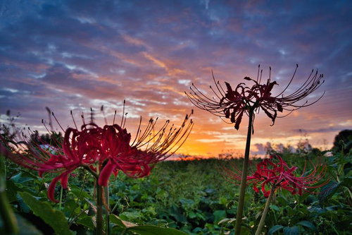 朝焼けに映える曼珠沙華のシルエット
