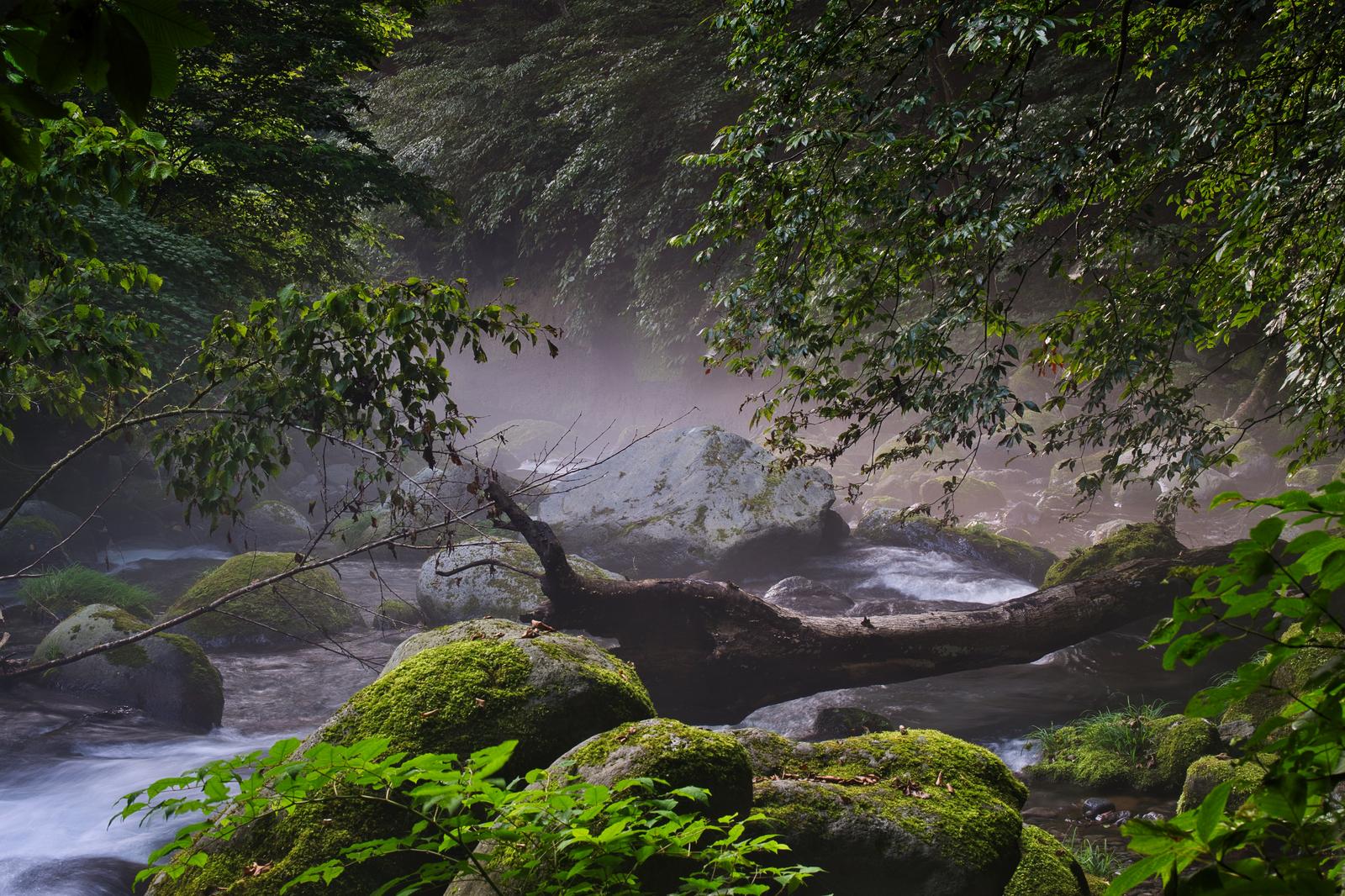 霧立つ深い森の渓流と苔むした岩