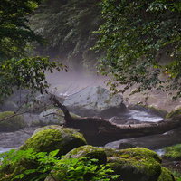 霧立つ森の渓流と苔むした岩の写真