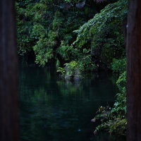深緑の樹木に囲まれた静寂な池の水面の写真