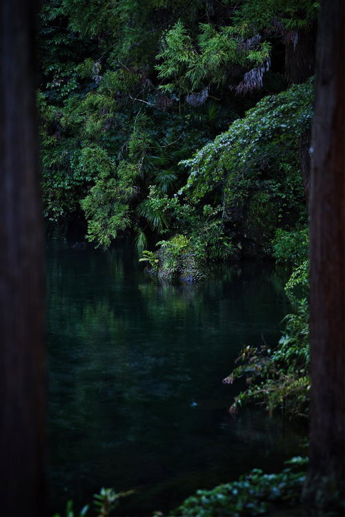 深緑の樹木に囲まれた静寂な池の水面