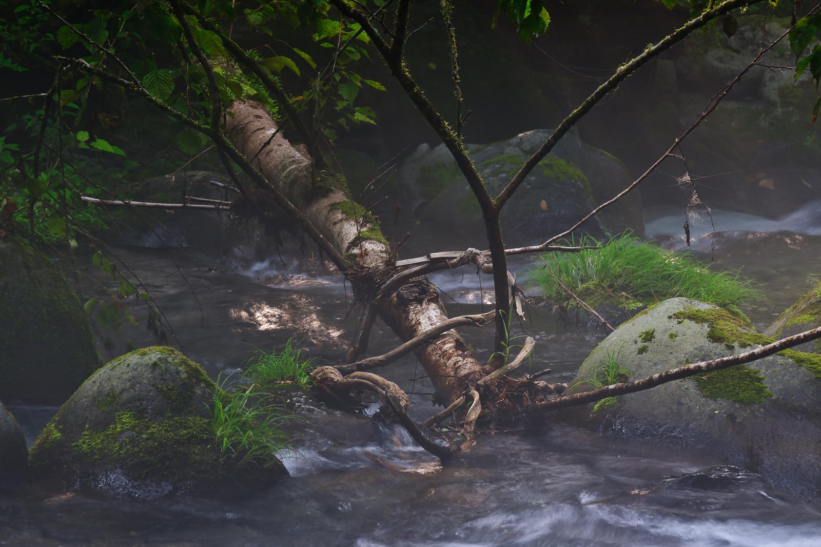 苔の付いた岩と倒れた木が横たわる薄暗い森の渓流