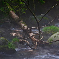 苔むした岩と倒木が横たわる薄暗い森の渓流の写真