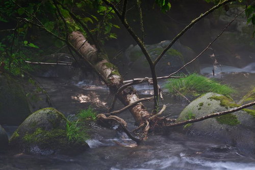 苔むした岩と倒木が横たわる薄暗い森の渓流