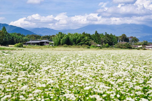 青空と山々に囲まれた一面のそば畑