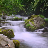苔むした岩と白い水流が作る新緑の渓流の写真